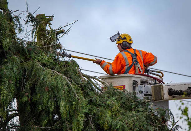 Best Tree and Shrub Care  in Bozeman, MT